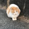 こたろー