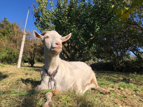 信州大学ヤギ親衛隊
