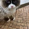 しょう