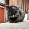 ようすけ